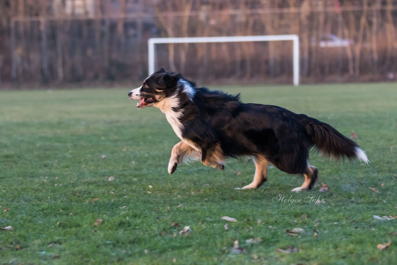 Bild 20 - Hundeshooting